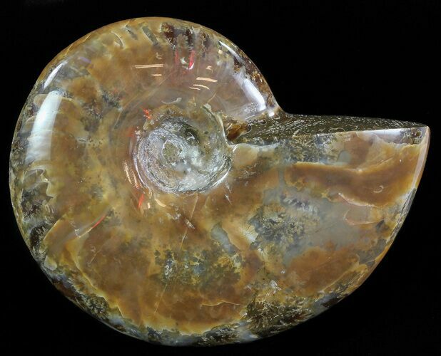 Flashy Red Iridescent Ammonite - Wide #66640